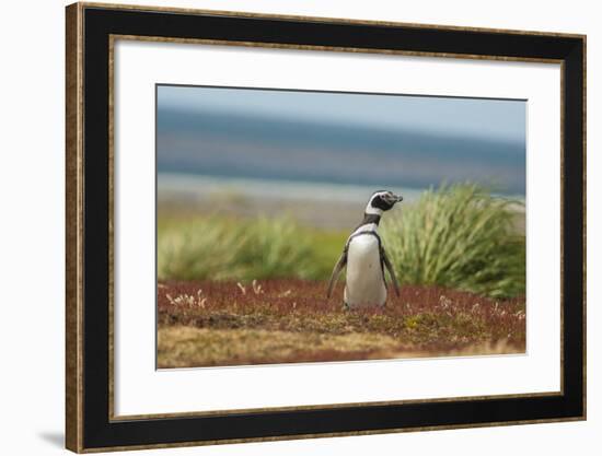 Falkland Islands, Sea Lion Island. Solitary Magellanic Penguin-Cathy & Gordon Illg-Framed Photographic Print