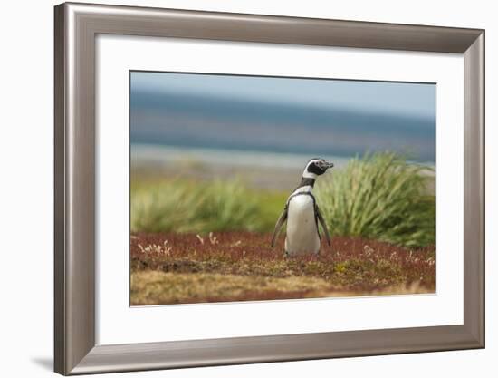 Falkland Islands, Sea Lion Island. Solitary Magellanic Penguin-Cathy & Gordon Illg-Framed Photographic Print