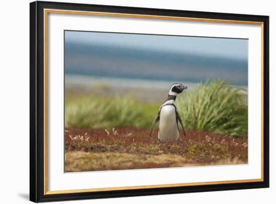 Falkland Islands, Sea Lion Island. Solitary Magellanic Penguin-Cathy & Gordon Illg-Framed Photographic Print