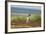 Falkland Islands, Sea Lion Island. Solitary Magellanic Penguin-Cathy & Gordon Illg-Framed Photographic Print