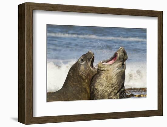 Falkland Islands, Sea Lion Island. Southern Elephant Seals Fighting-Cathy & Gordon Illg-Framed Photographic Print