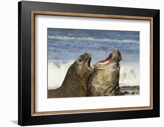 Falkland Islands, Sea Lion Island. Southern Elephant Seals Fighting-Cathy & Gordon Illg-Framed Photographic Print