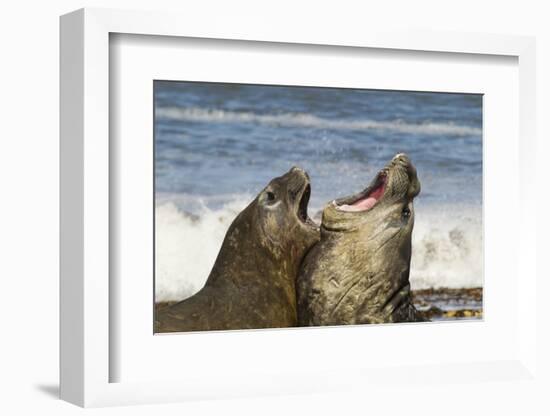 Falkland Islands, Sea Lion Island. Southern Elephant Seals Fighting-Cathy & Gordon Illg-Framed Photographic Print