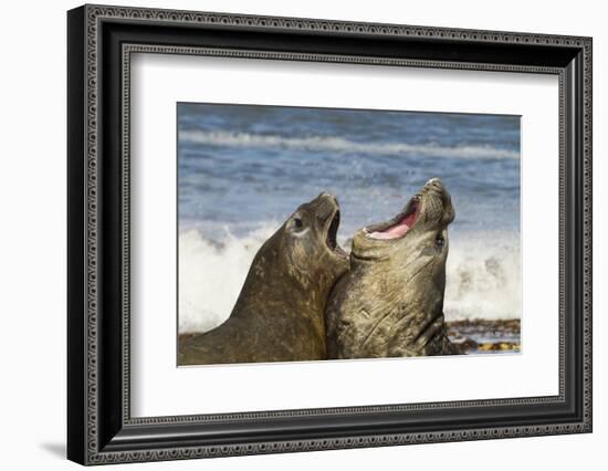 Falkland Islands, Sea Lion Island. Southern Elephant Seals Fighting-Cathy & Gordon Illg-Framed Photographic Print