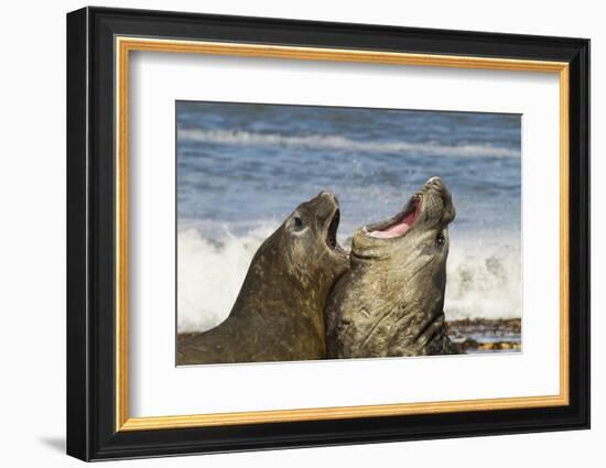 Falkland Islands, Sea Lion Island. Southern Elephant Seals Fighting-Cathy & Gordon Illg-Framed Photographic Print