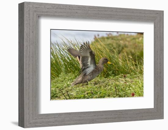 Falkland Islands, Sea Lion Island. Speckled Teal Duck Close-up-Cathy & Gordon Illg-Framed Photographic Print