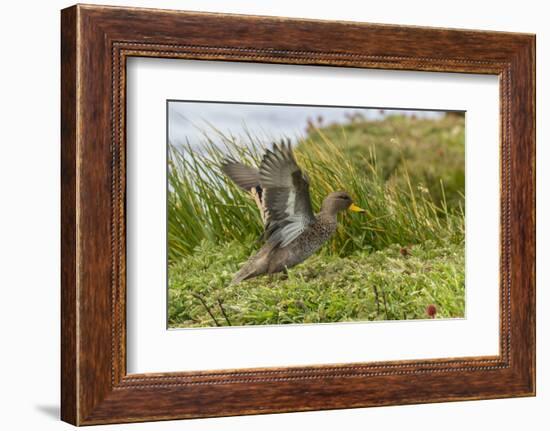 Falkland Islands, Sea Lion Island. Speckled Teal Duck Close-up-Cathy & Gordon Illg-Framed Photographic Print