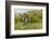 Falkland Islands, Sea Lion Island. Speckled Teal Duck Close-up-Cathy & Gordon Illg-Framed Photographic Print