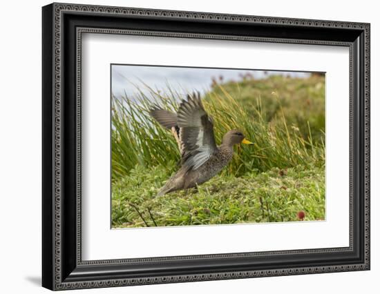 Falkland Islands, Sea Lion Island. Speckled Teal Duck Close-up-Cathy & Gordon Illg-Framed Photographic Print