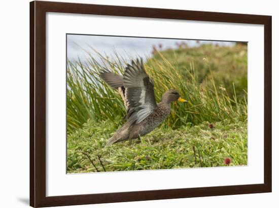 Falkland Islands, Sea Lion Island. Speckled Teal Duck Close-up-Cathy & Gordon Illg-Framed Photographic Print