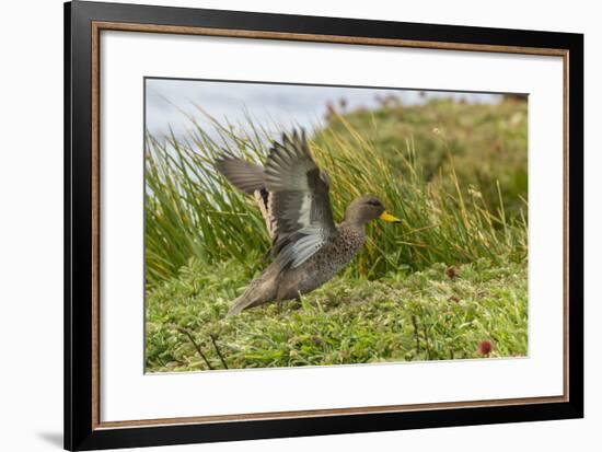 Falkland Islands, Sea Lion Island. Speckled Teal Duck Close-up-Cathy & Gordon Illg-Framed Photographic Print