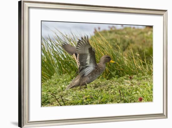 Falkland Islands, Sea Lion Island. Speckled Teal Duck Close-up-Cathy & Gordon Illg-Framed Photographic Print