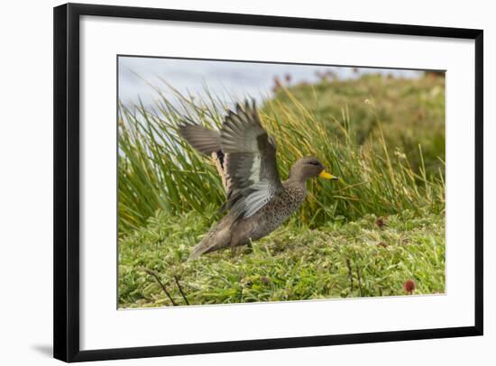 Falkland Islands, Sea Lion Island. Speckled Teal Duck Close-up-Cathy & Gordon Illg-Framed Photographic Print