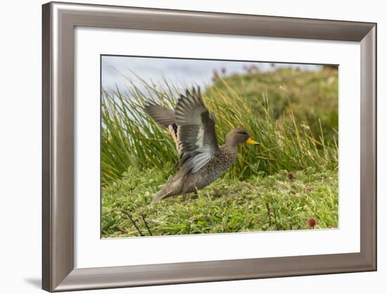 Falkland Islands, Sea Lion Island. Speckled Teal Duck Close-up-Cathy & Gordon Illg-Framed Photographic Print