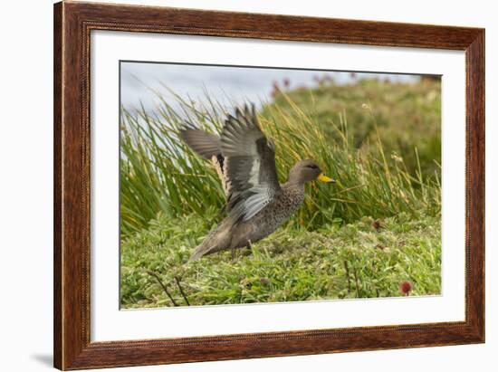Falkland Islands, Sea Lion Island. Speckled Teal Duck Close-up-Cathy & Gordon Illg-Framed Photographic Print