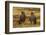 Falkland Islands, Sea Lion Island. Striated Caracaras on Ground-Cathy & Gordon Illg-Framed Photographic Print