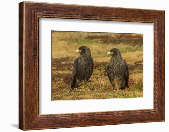 Falkland Islands, Sea Lion Island. Striated Caracaras on Ground-Cathy & Gordon Illg-Framed Photographic Print