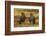 Falkland Islands, Sea Lion Island. Striated Caracaras on Ground-Cathy & Gordon Illg-Framed Photographic Print