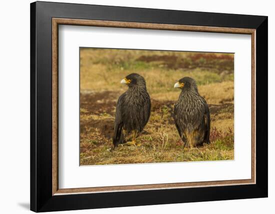 Falkland Islands, Sea Lion Island. Striated Caracaras on Ground-Cathy & Gordon Illg-Framed Photographic Print