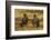 Falkland Islands, Sea Lion Island. Striated Caracaras on Ground-Cathy & Gordon Illg-Framed Photographic Print