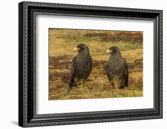 Falkland Islands, Sea Lion Island. Striated Caracaras on Ground-Cathy & Gordon Illg-Framed Photographic Print