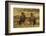 Falkland Islands, Sea Lion Island. Striated Caracaras on Ground-Cathy & Gordon Illg-Framed Photographic Print