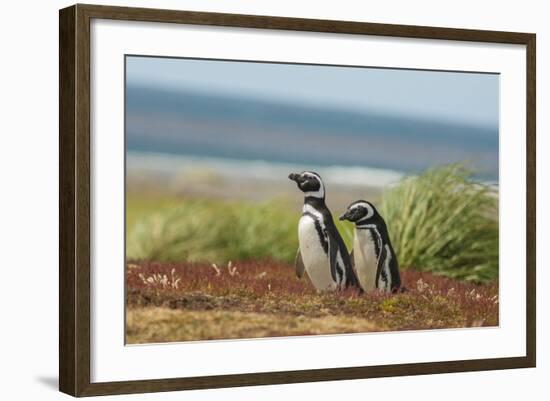 Falkland Islands, Sea Lion Island. Two Magellanic Penguins-Cathy & Gordon Illg-Framed Photographic Print