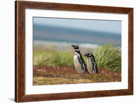 Falkland Islands, Sea Lion Island. Two Magellanic Penguins-Cathy & Gordon Illg-Framed Photographic Print