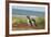 Falkland Islands, Sea Lion Island. Two Magellanic Penguins-Cathy & Gordon Illg-Framed Photographic Print