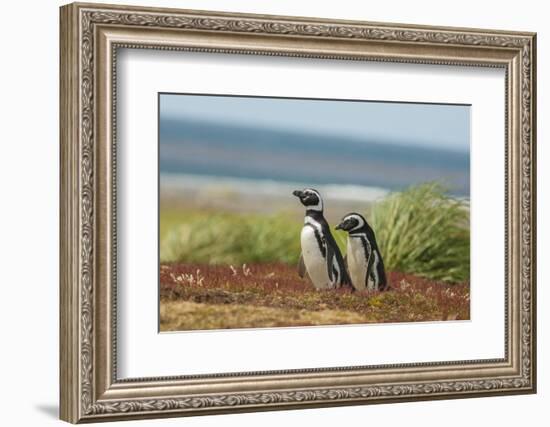 Falkland Islands, Sea Lion Island. Two Magellanic Penguins-Cathy & Gordon Illg-Framed Photographic Print