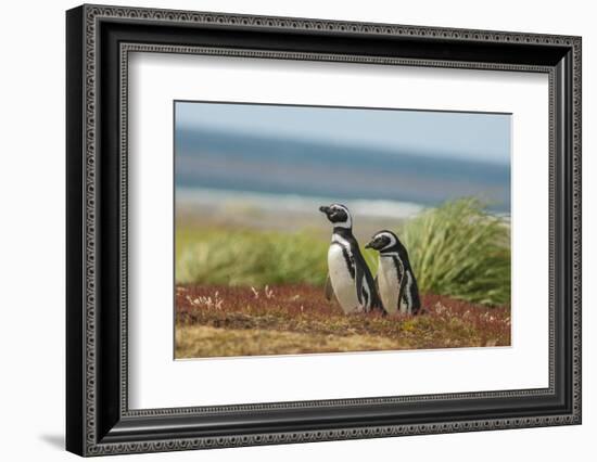 Falkland Islands, Sea Lion Island. Two Magellanic Penguins-Cathy & Gordon Illg-Framed Photographic Print