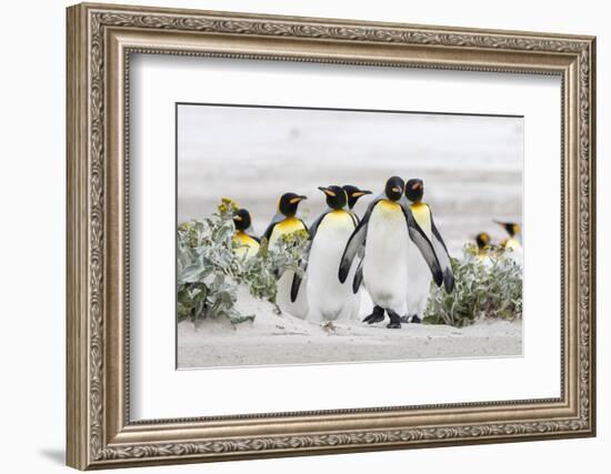 Falkland Islands, South Atlantic. Group of King Penguins on Beach-Martin Zwick-Framed Photographic Print