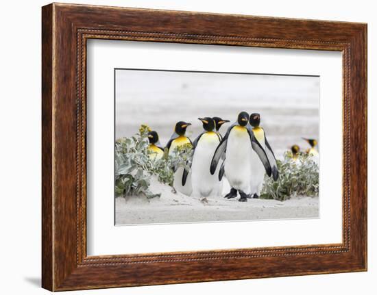 Falkland Islands, South Atlantic. Group of King Penguins on Beach-Martin Zwick-Framed Photographic Print