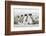 Falkland Islands, South Atlantic. Group of King Penguins on Beach-Martin Zwick-Framed Photographic Print