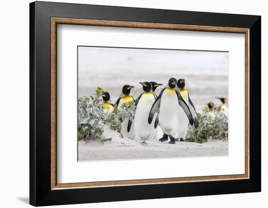 Falkland Islands, South Atlantic. Group of King Penguins on Beach-Martin Zwick-Framed Photographic Print