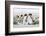 Falkland Islands, South Atlantic. Group of King Penguins on Beach-Martin Zwick-Framed Photographic Print