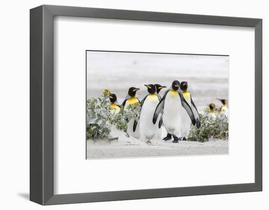 Falkland Islands, South Atlantic. Group of King Penguins on Beach-Martin Zwick-Framed Photographic Print