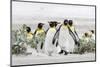 Falkland Islands, South Atlantic. Group of King Penguins on Beach-Martin Zwick-Mounted Photographic Print