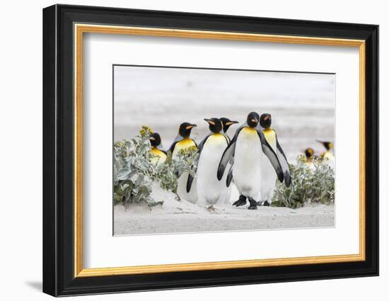 Falkland Islands, South Atlantic. Group of King Penguins on Beach-Martin Zwick-Framed Photographic Print