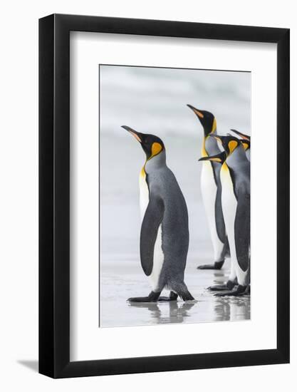 Falkland Islands, South Atlantic. Group of King Penguins on Beach-Martin Zwick-Framed Photographic Print