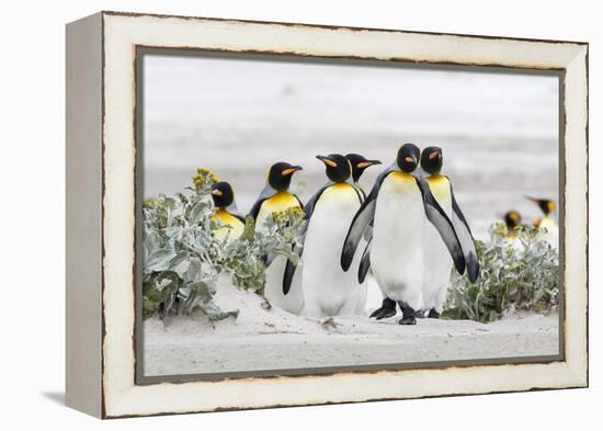 Falkland Islands, South Atlantic. Group of King Penguins on Beach-Martin Zwick-Framed Premier Image Canvas