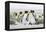 Falkland Islands, South Atlantic. Group of King Penguins on Beach-Martin Zwick-Framed Premier Image Canvas