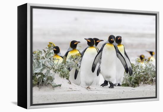 Falkland Islands, South Atlantic. Group of King Penguins on Beach-Martin Zwick-Framed Premier Image Canvas