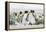 Falkland Islands, South Atlantic. Group of King Penguins on Beach-Martin Zwick-Framed Premier Image Canvas