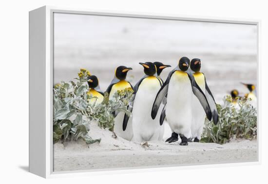 Falkland Islands, South Atlantic. Group of King Penguins on Beach-Martin Zwick-Framed Premier Image Canvas