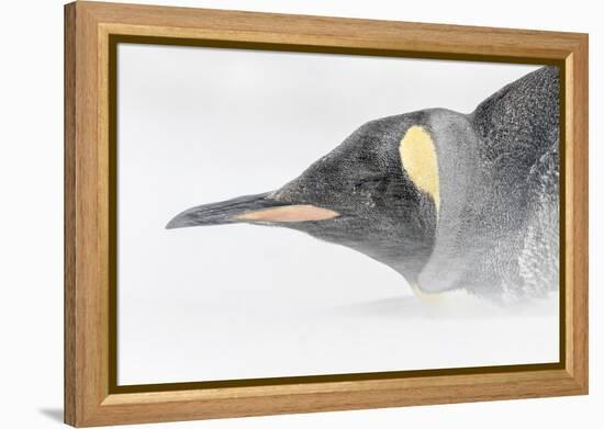 Falkland Islands, South Atlantic. King Penguin Portrait on Beach-Martin Zwick-Framed Premier Image Canvas