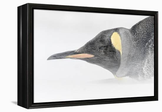 Falkland Islands, South Atlantic. King Penguin Portrait on Beach-Martin Zwick-Framed Premier Image Canvas