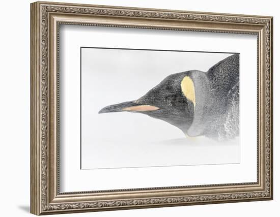 Falkland Islands, South Atlantic. King Penguin Portrait on Beach-Martin Zwick-Framed Photographic Print