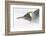 Falkland Islands, South Atlantic. King Penguin Portrait on Beach-Martin Zwick-Framed Photographic Print