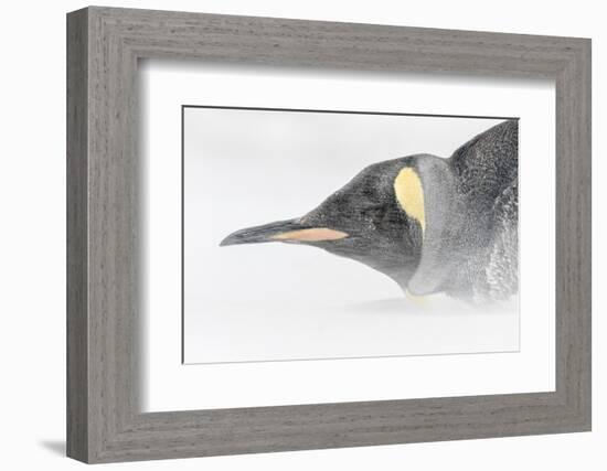 Falkland Islands, South Atlantic. King Penguin Portrait on Beach-Martin Zwick-Framed Photographic Print